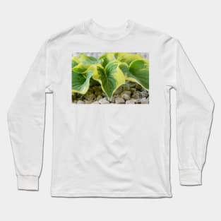 Hosta  &#39;Wide Brim&#39;  Plantain lily Long Sleeve T-Shirt